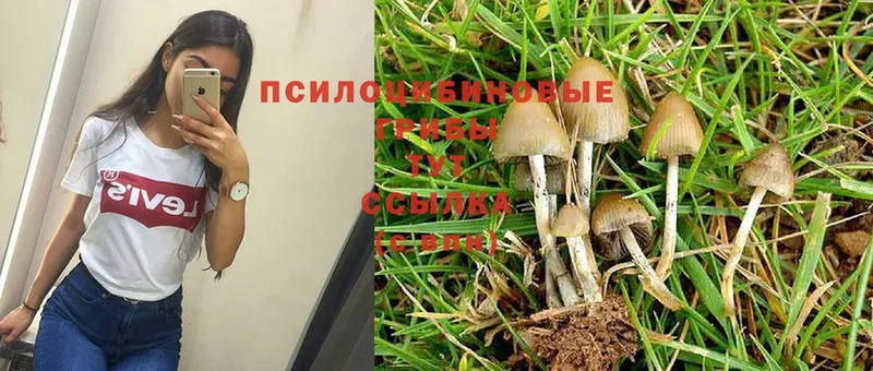 наркота  Кологрив  Галлюциногенные грибы Psilocybe 